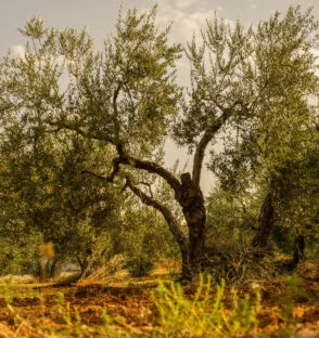 Olive Tree